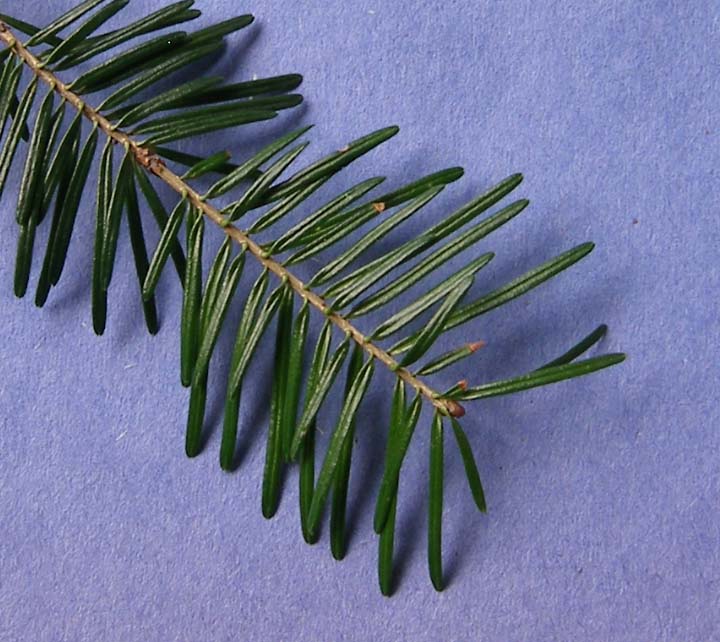 Needles are flattened